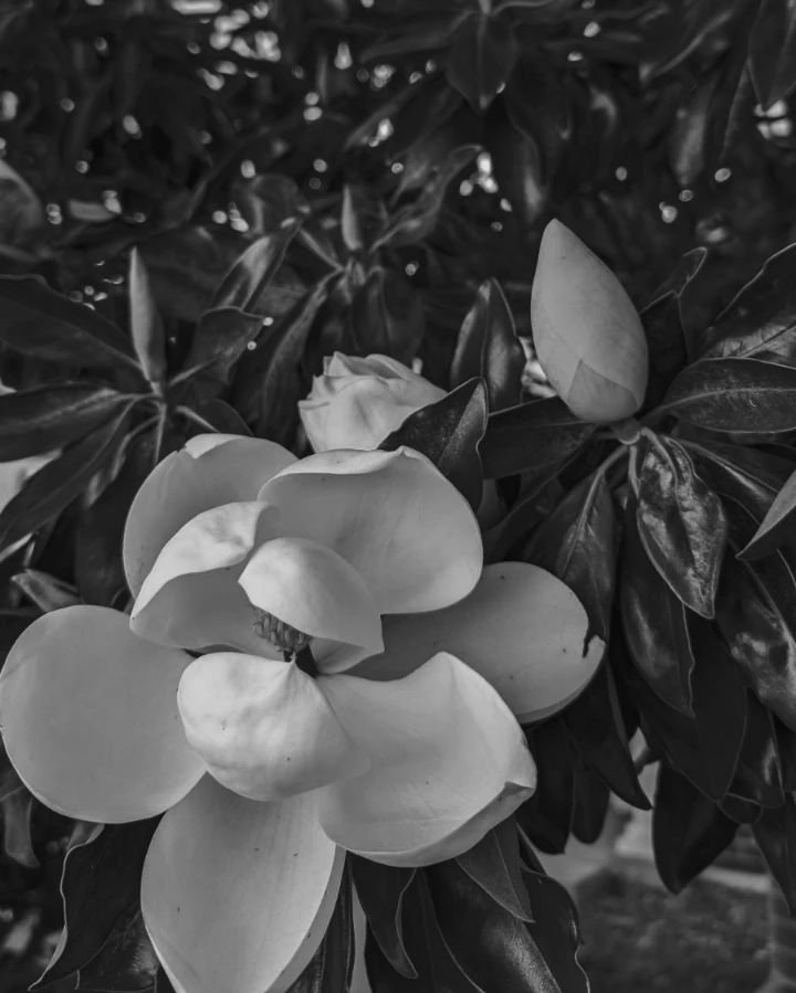 My favorite Houston &quot;season&quot; is when the magnolia trees are blooming outside my door