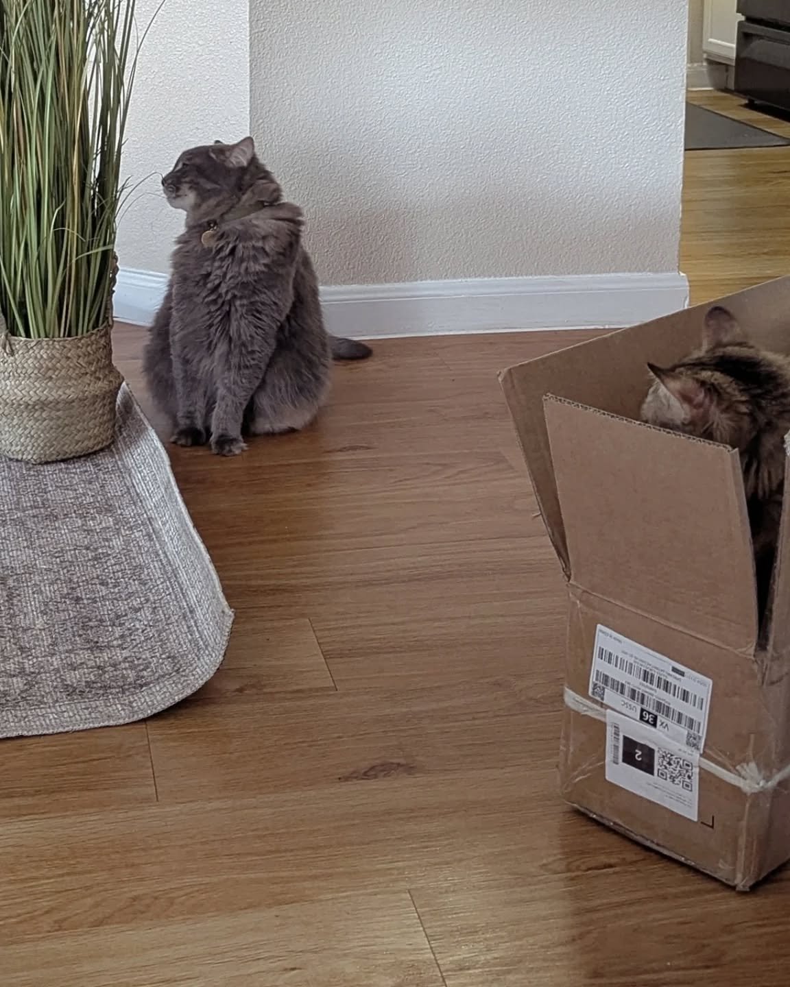 Always shenanigans with these two 🐈&zwj;⬛🐈
