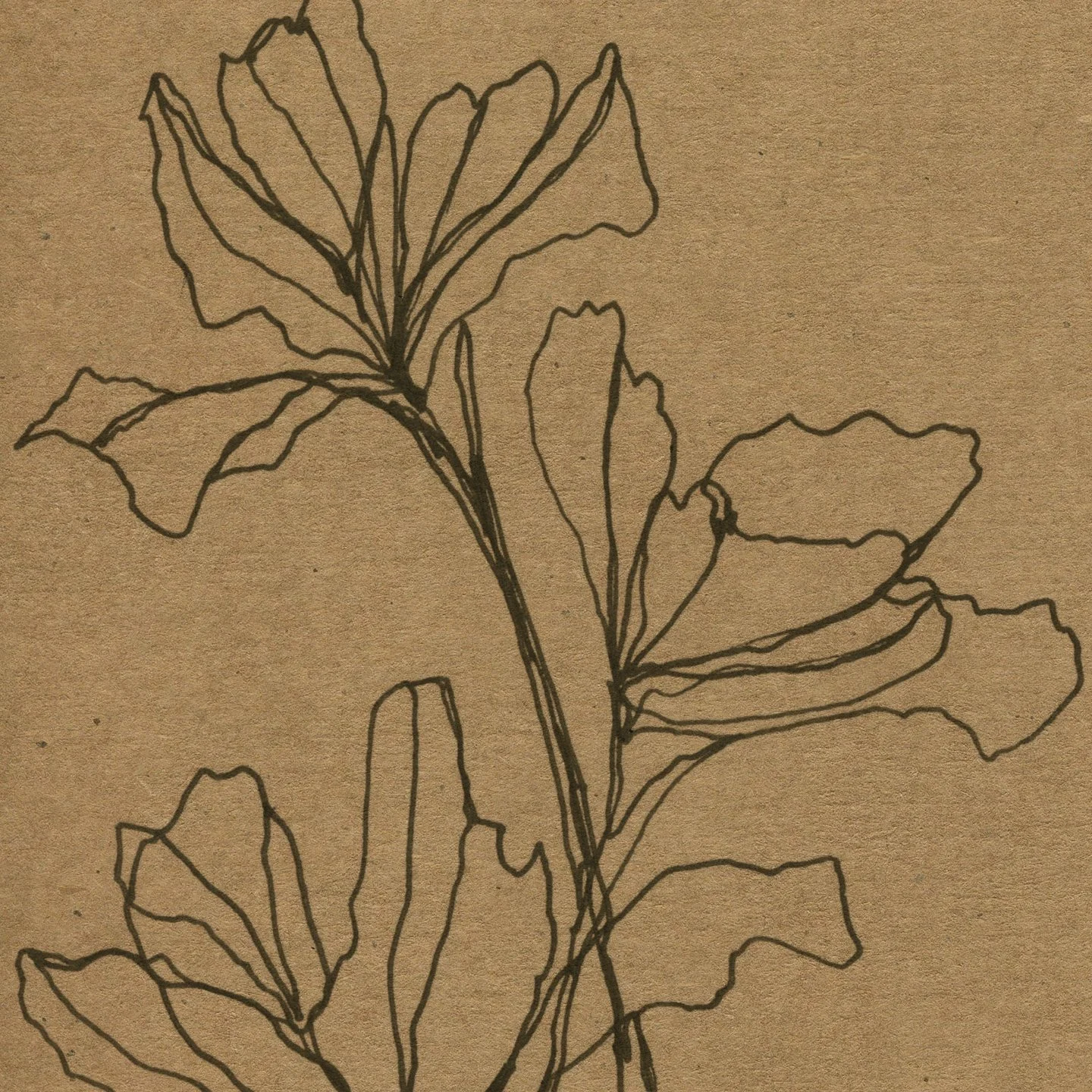 Phone-Wallpaper-Flowers-Square.jpg