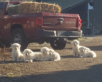 pups-cropped-small.gif