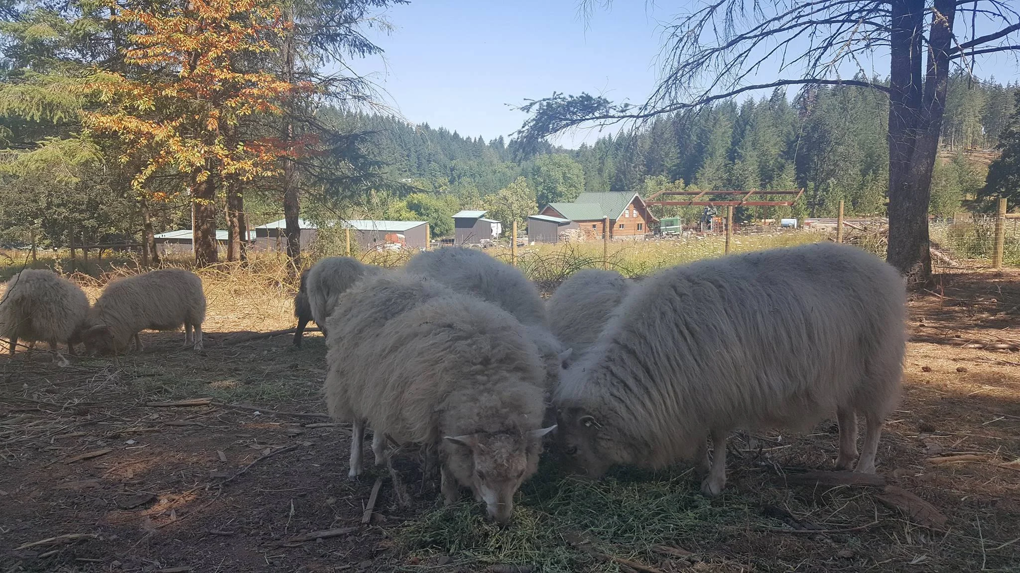 icelandic sheep.jpg