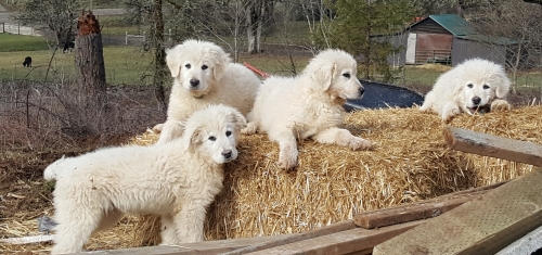 pups on straw.jpg