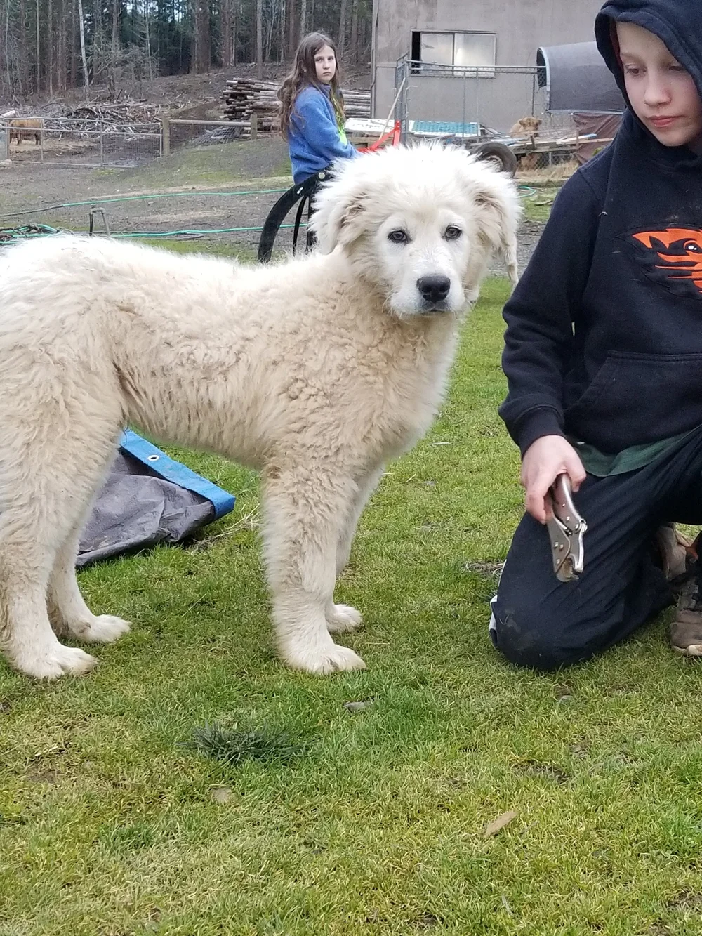 LGD Puppy Extended Stay — Abbott Family Farm