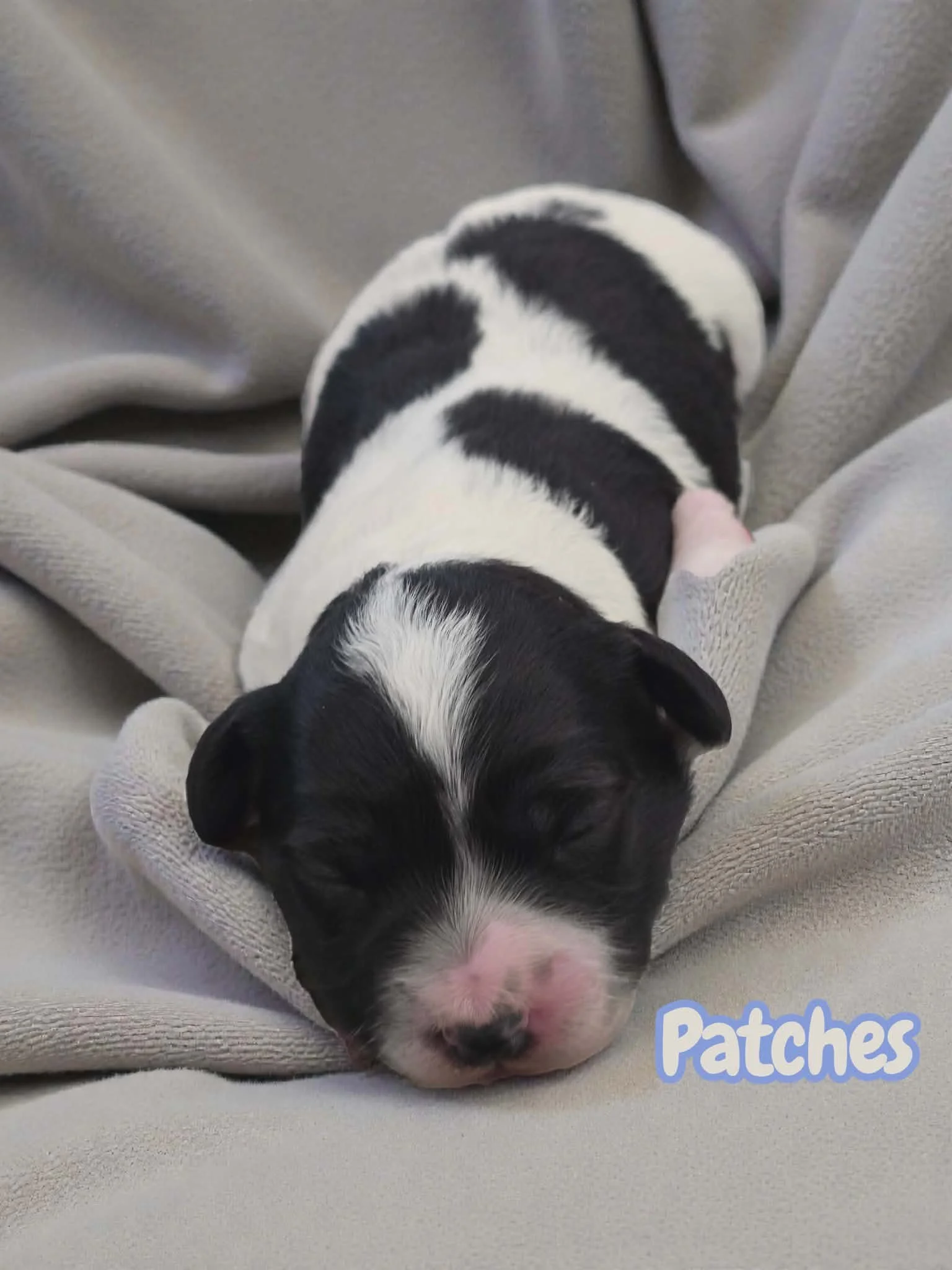 Mini Aussiedoodle Puppy Deposit - Patches