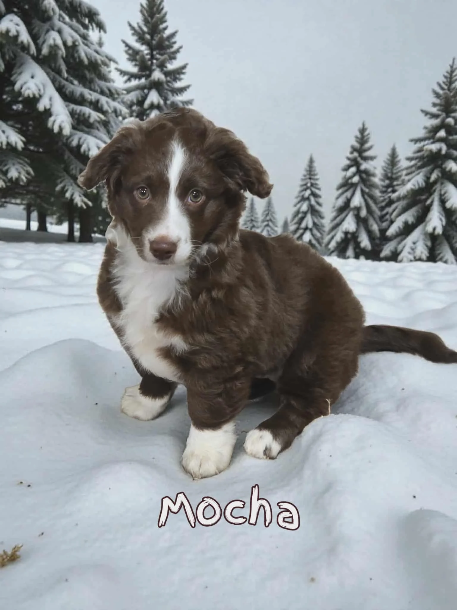 Mini Aussiedoodle Puppy Deposit - Mocha