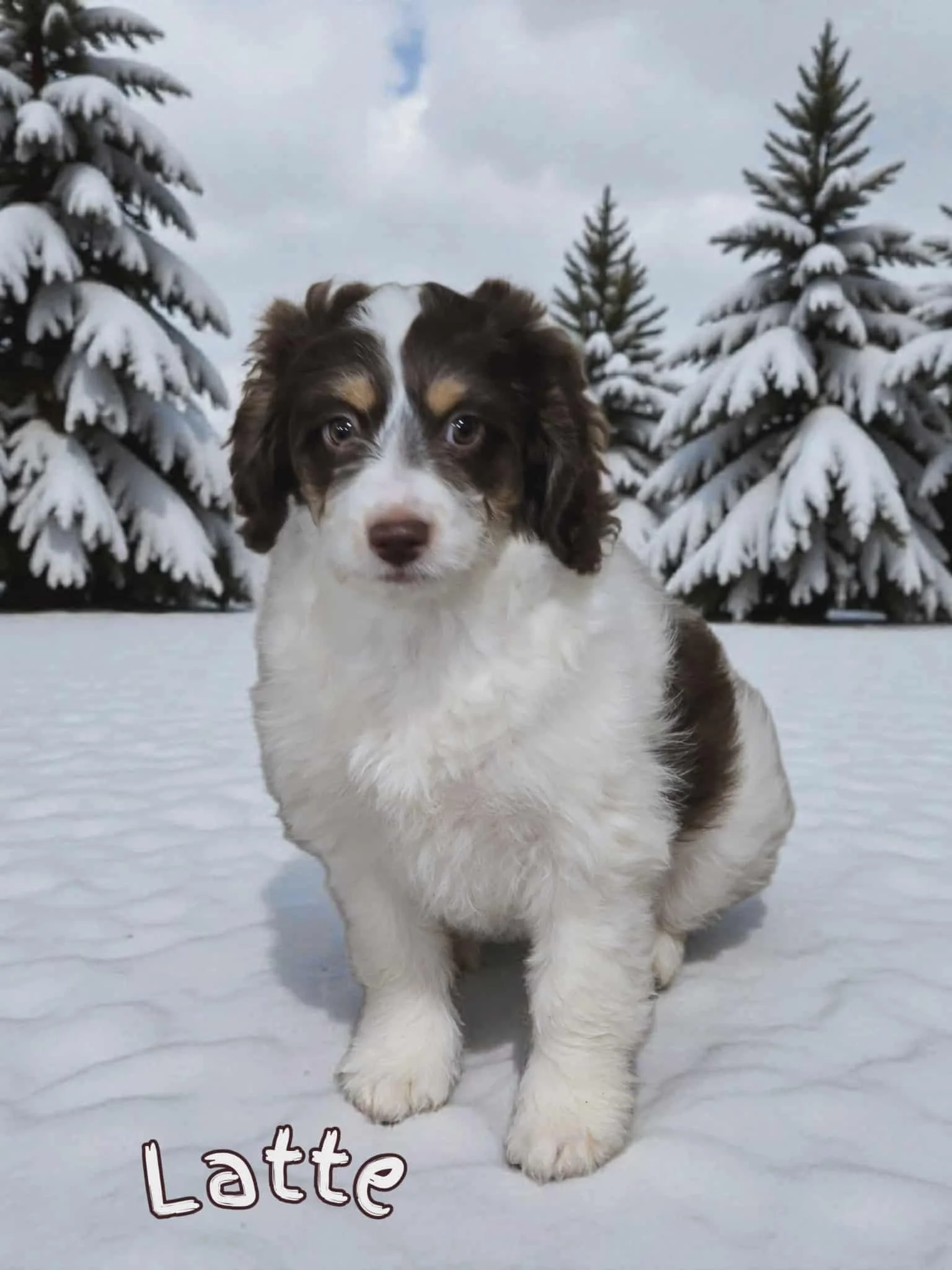 Mini Aussiedoodle Puppy Deposit - Latte