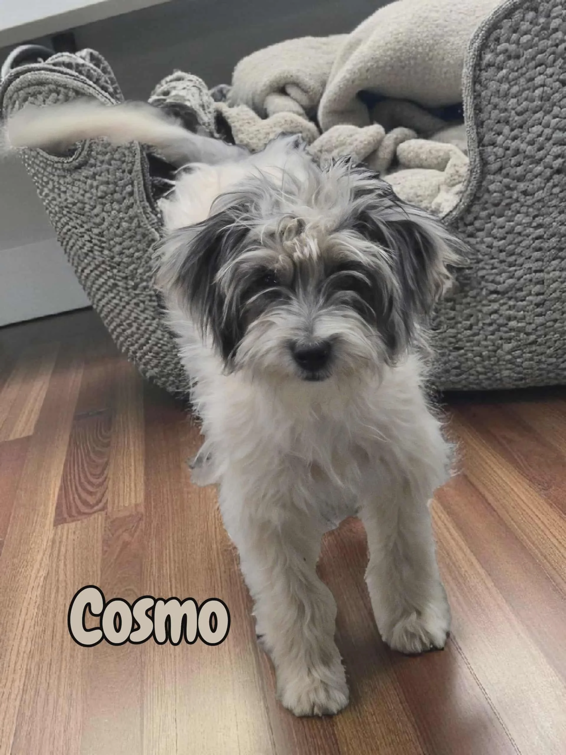 Toy Aussiedoodle Puppy Deposit - Cosmo