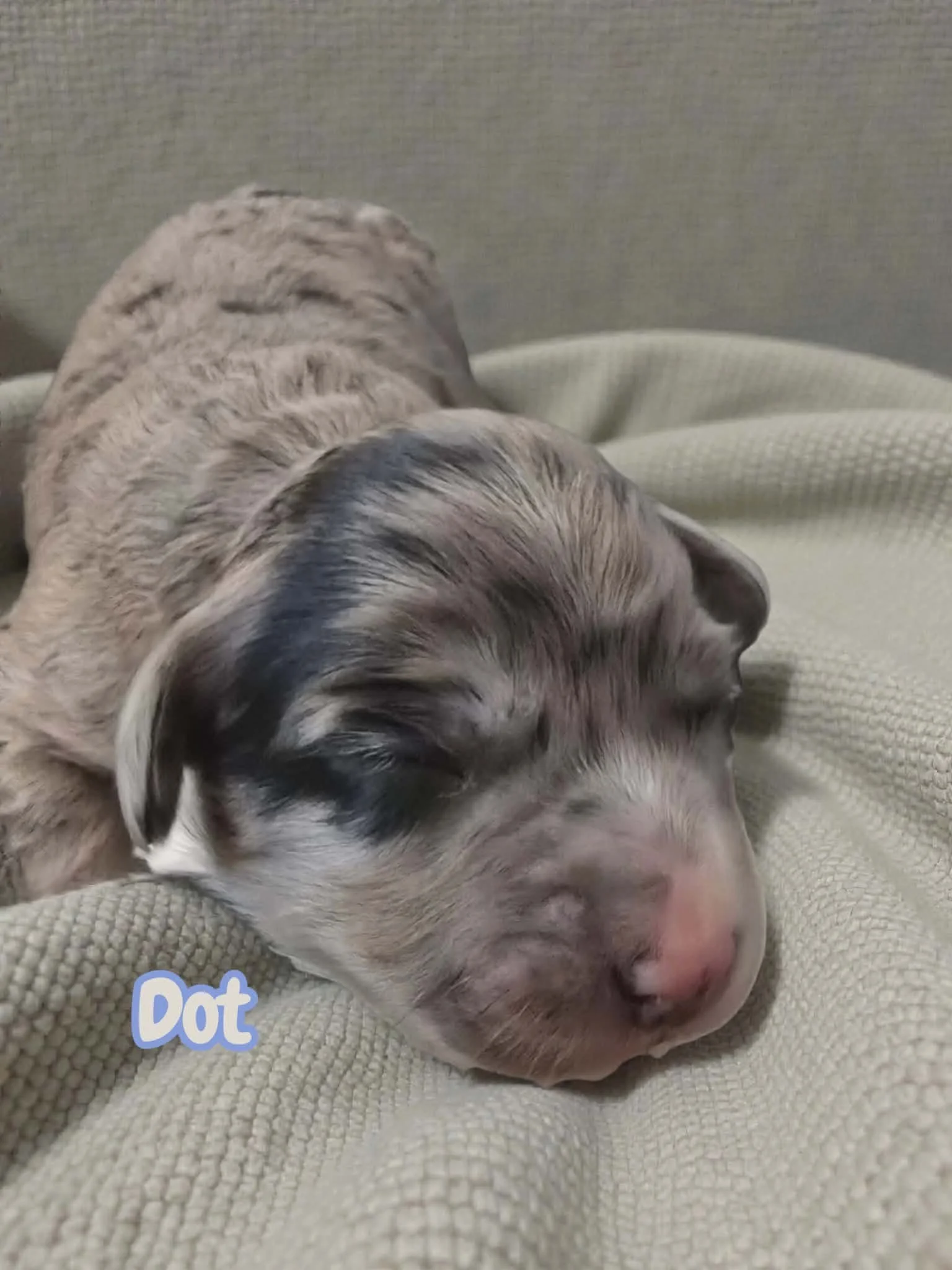 Mini Aussiedoodle Puppy Deposit - Dot