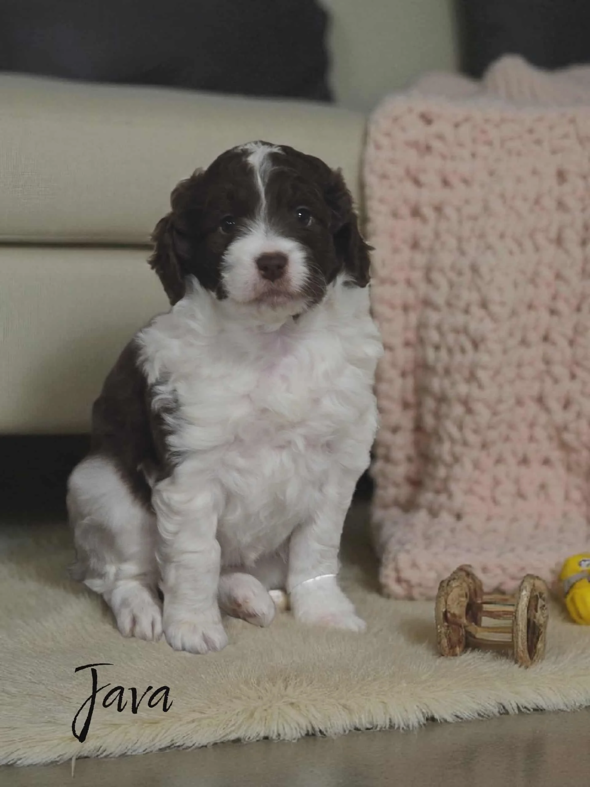Mini Aussiedoodle Puppy Deposit - Java
