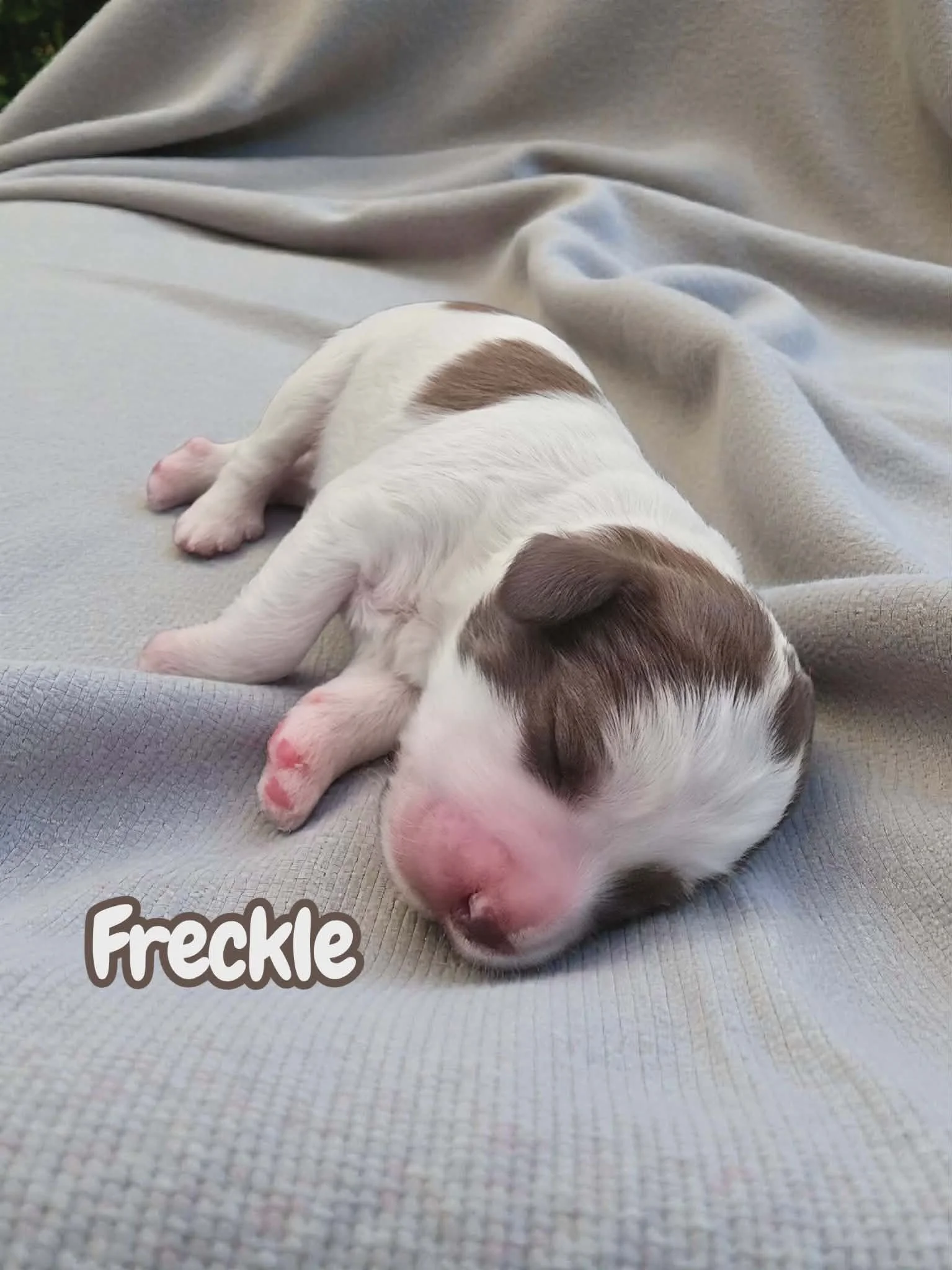 Mini Aussiedoodle Puppy Deposit - Freckle