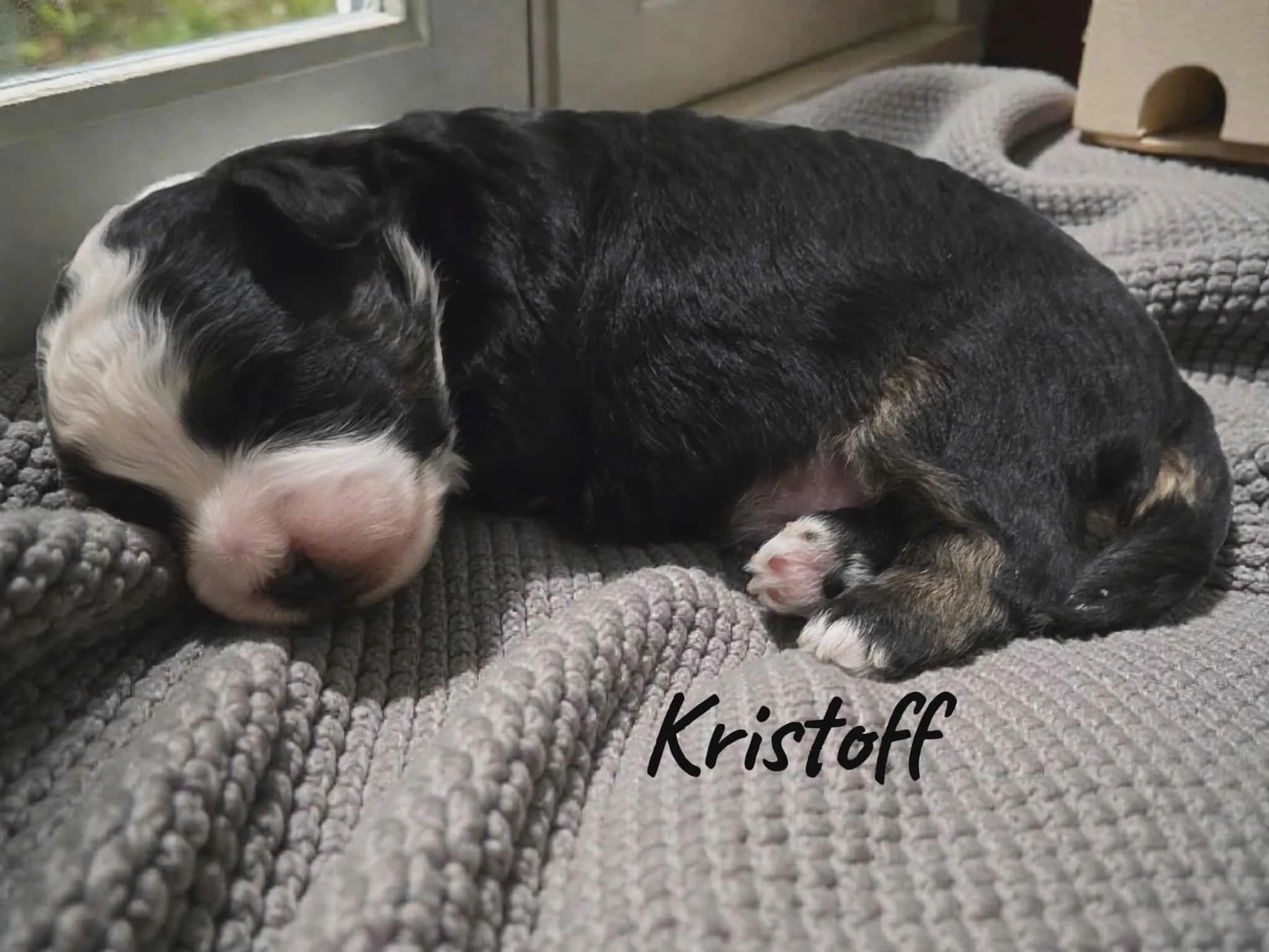 Toy Aussiedoodle Puppy Deposit - Kristoff