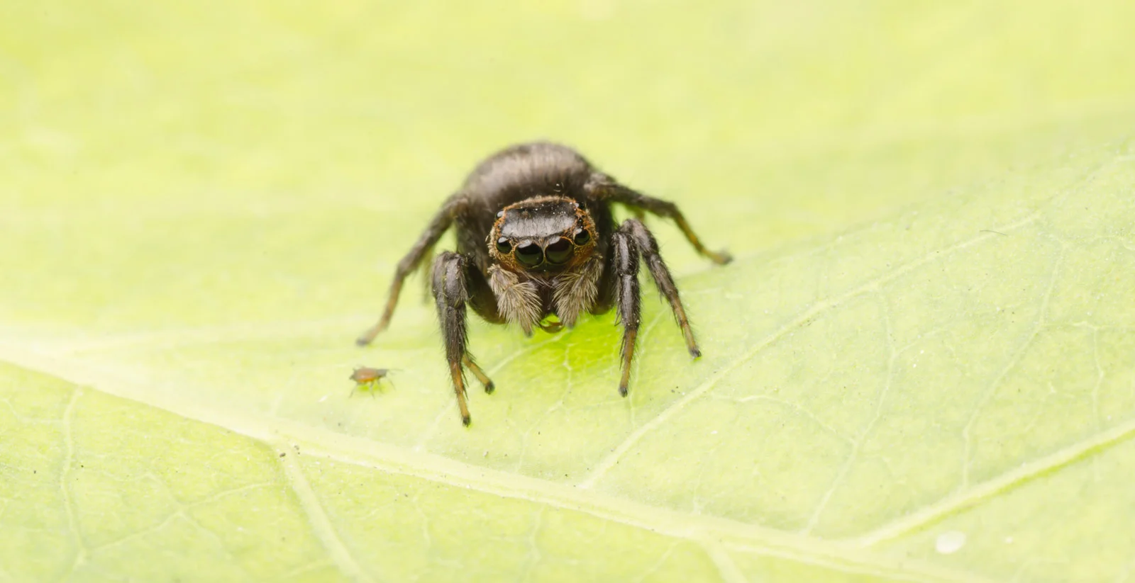 Jumping-Spider.jpg
