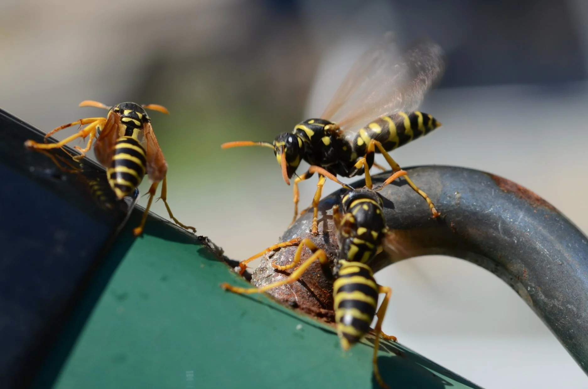 Wasps.jpg