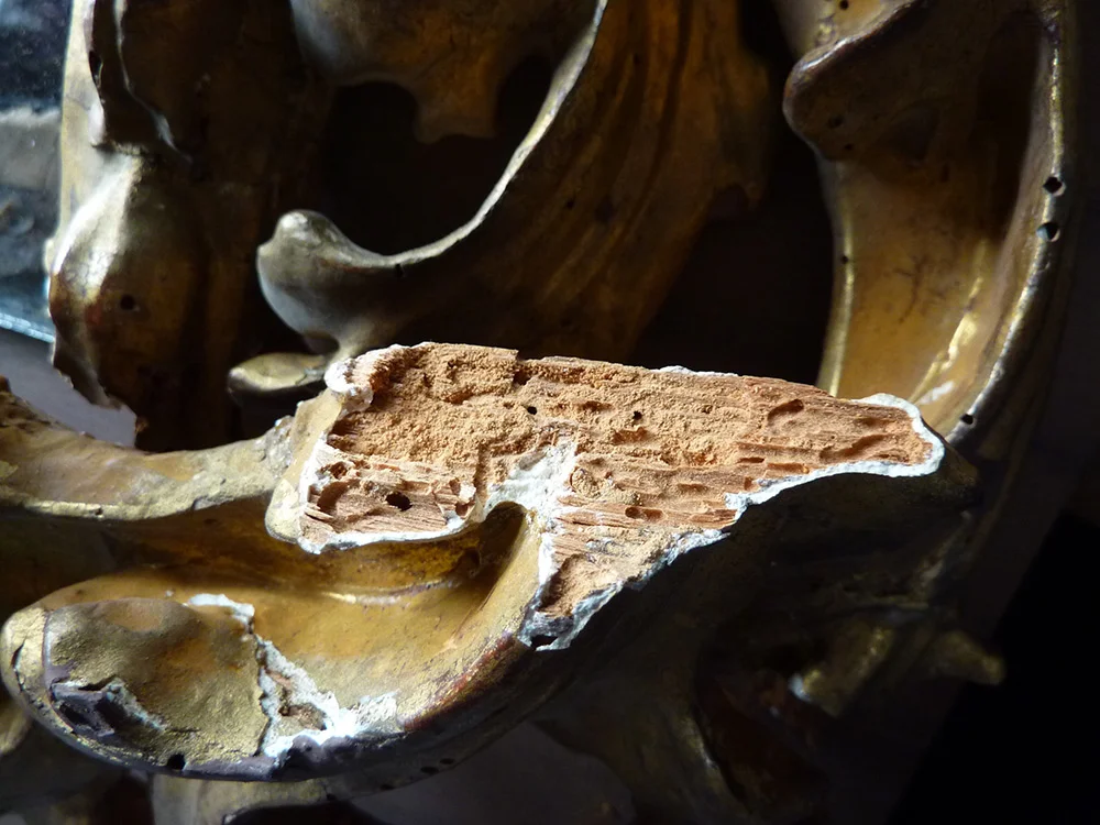A detail of an ornate gilded frame where the wood substrate has been severely damaged by powderpost beetles, resulting in large voids, and weakness in the wood support.