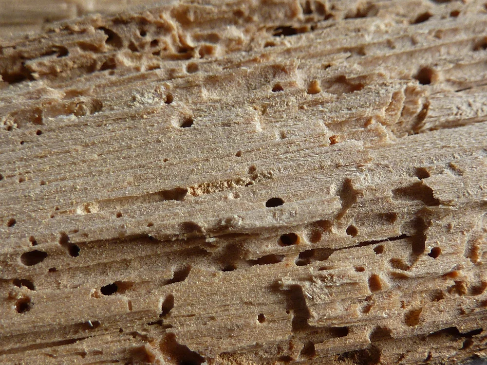 Detail of an interior cross section of a wood fragment showing the presence of channels, the interior of holes, and frass left by powderpost beetles.