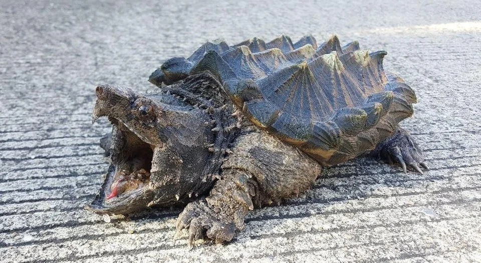 snapping turtle.jpg