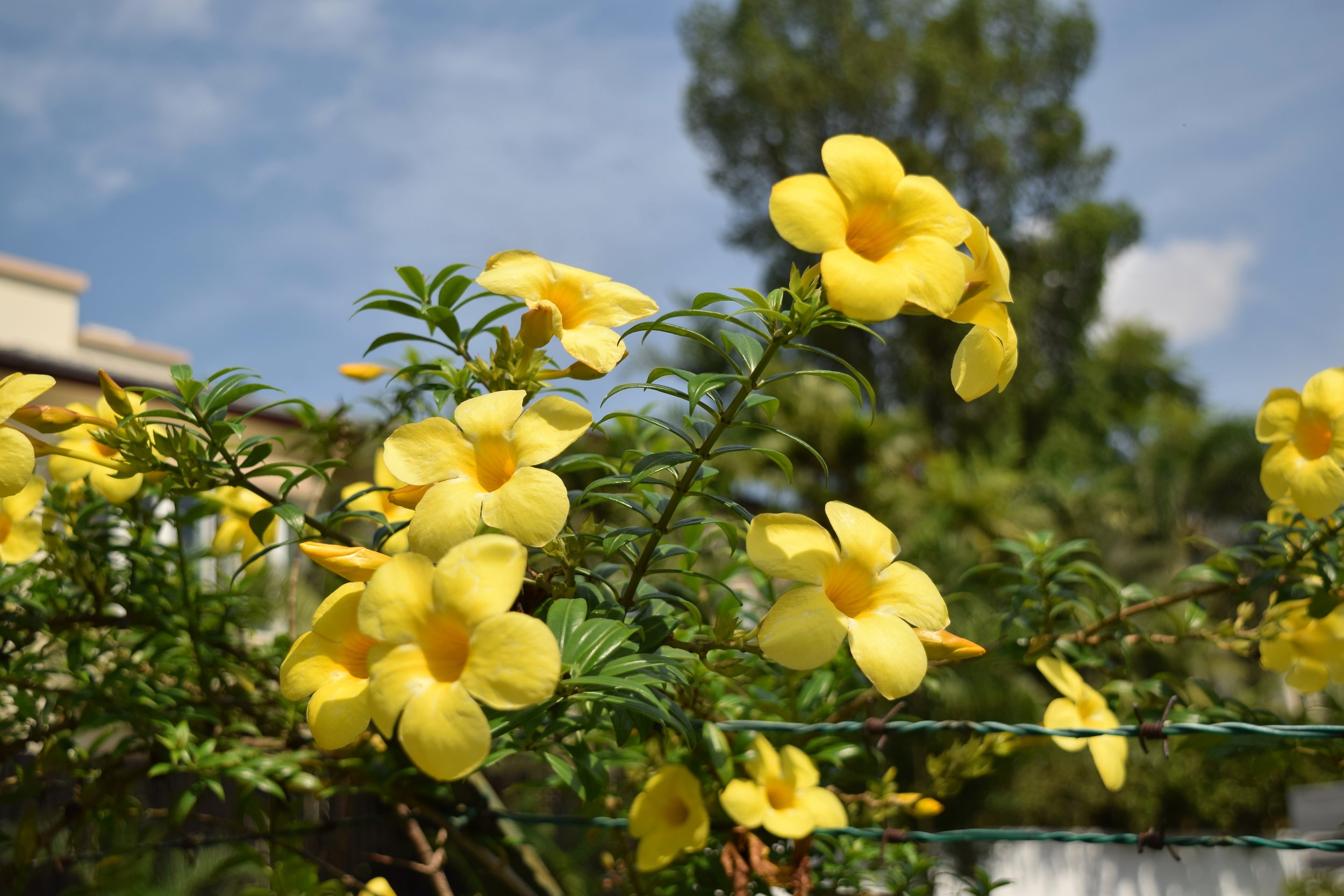 Golden Trumpets 