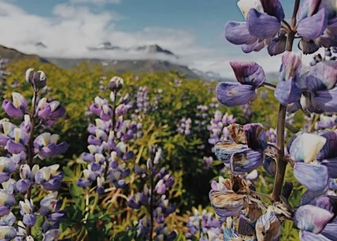 Wildflowers blooming outside our cabin in a fjord on the Eastern coast of the country.