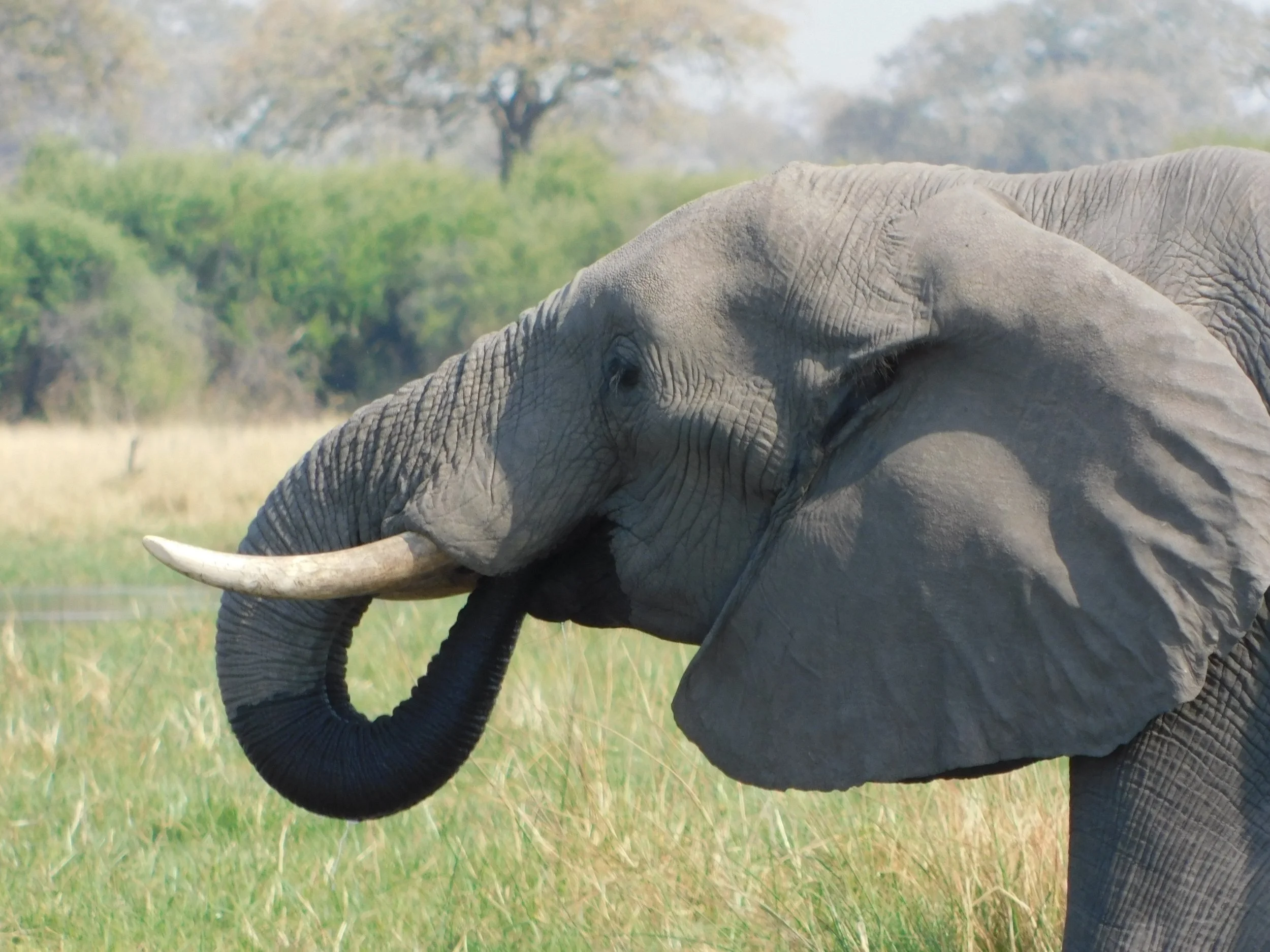 An elephant we found cooling off at a watering hole.