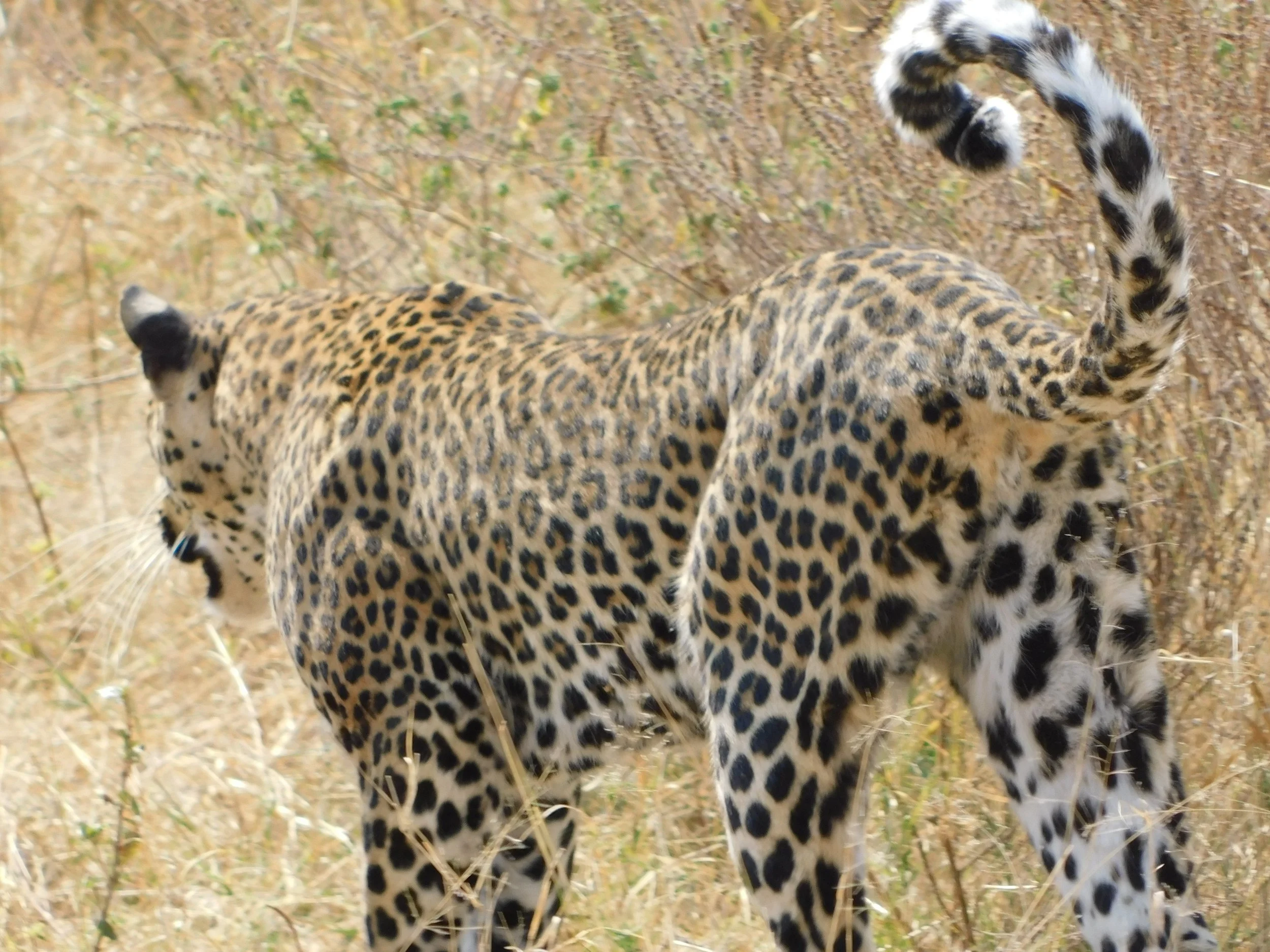 A leopard that came frighteningly close to our truck.