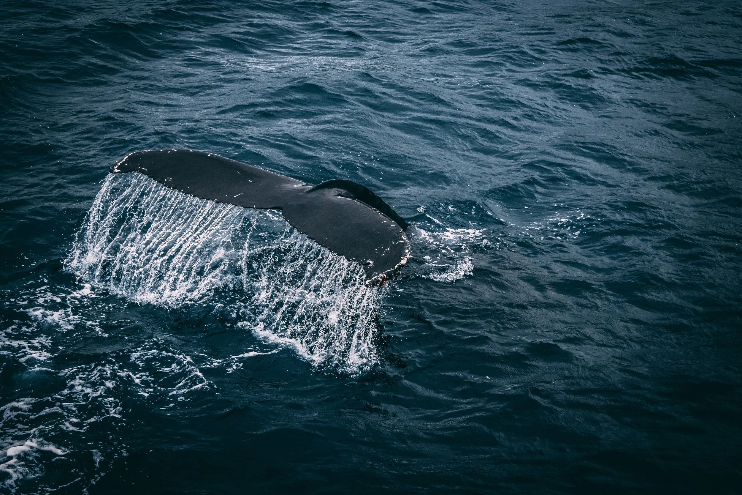 Whale tail break ocean surface.jpg