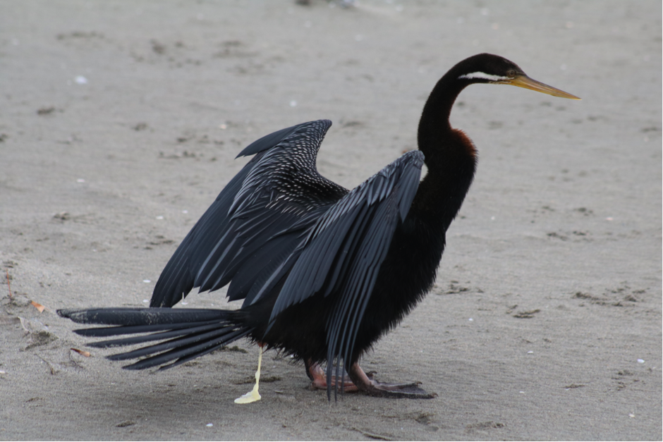 The Development of a Method to Extract Microplastics from Guano