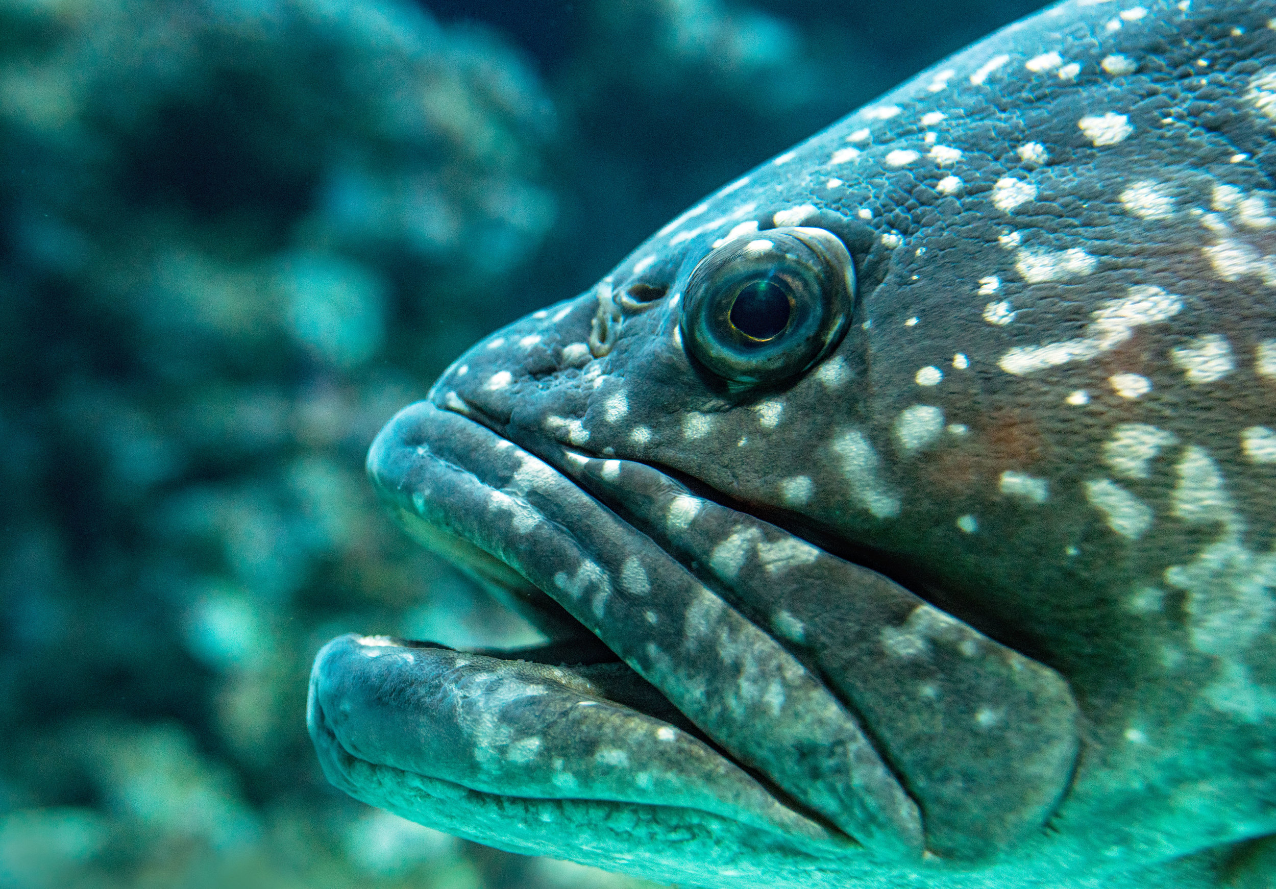 Protecting Grouper