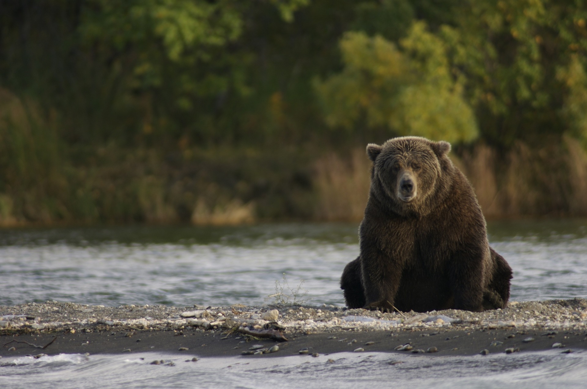 bear-2095379_1920.jpg