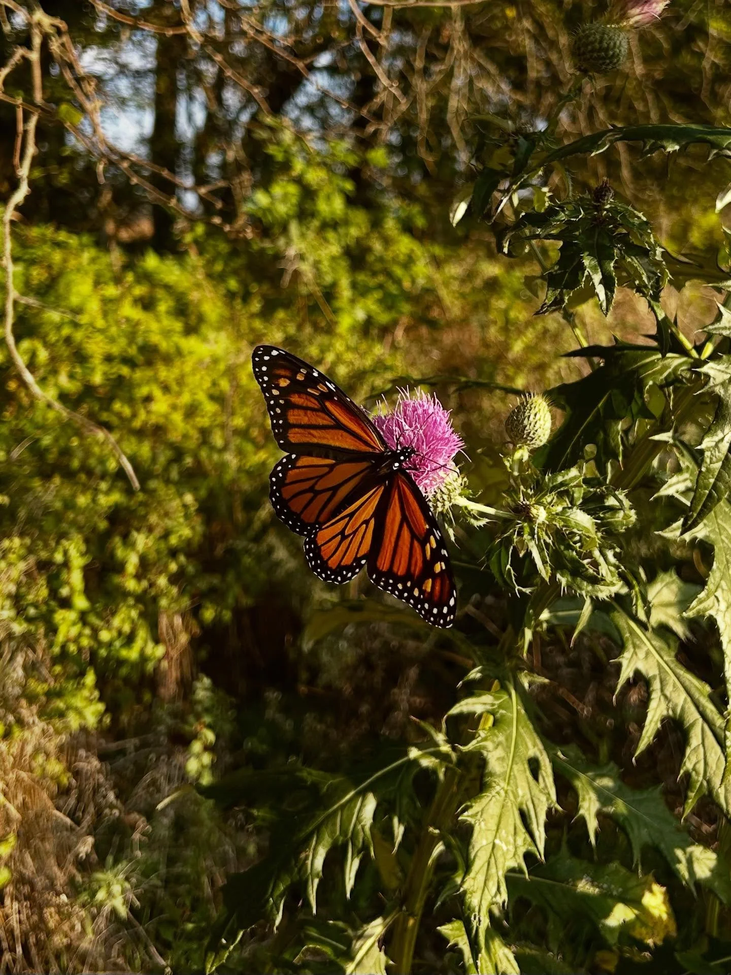 “It’s like a fairytale.” - My husband 
It was so special getting to witness woods full of monarch butterflies mid-migration. 
I wish I could have captured it on camera. When you stopped for more than a few seconds to really look a