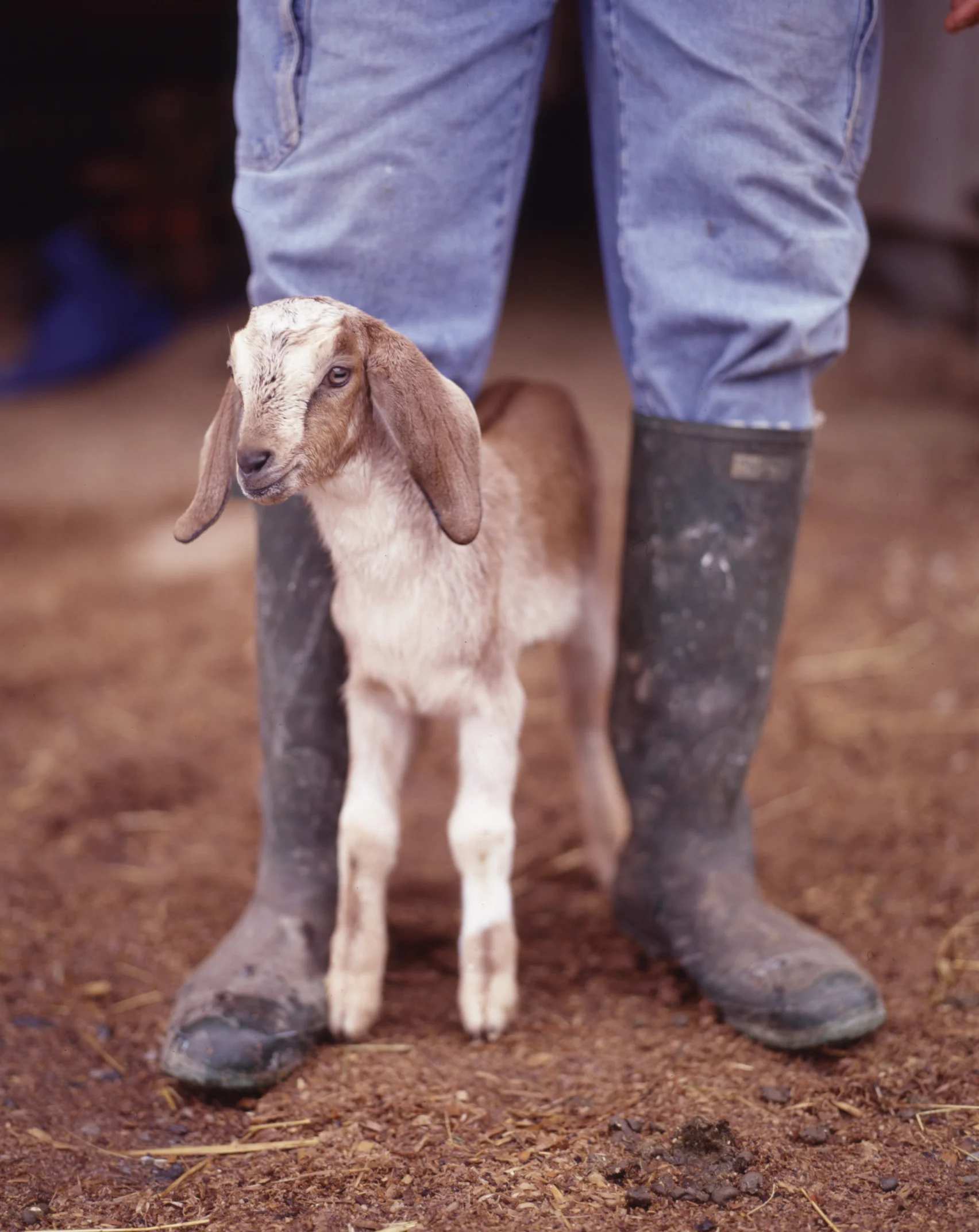 7-12 GoatnBoots.jpg
