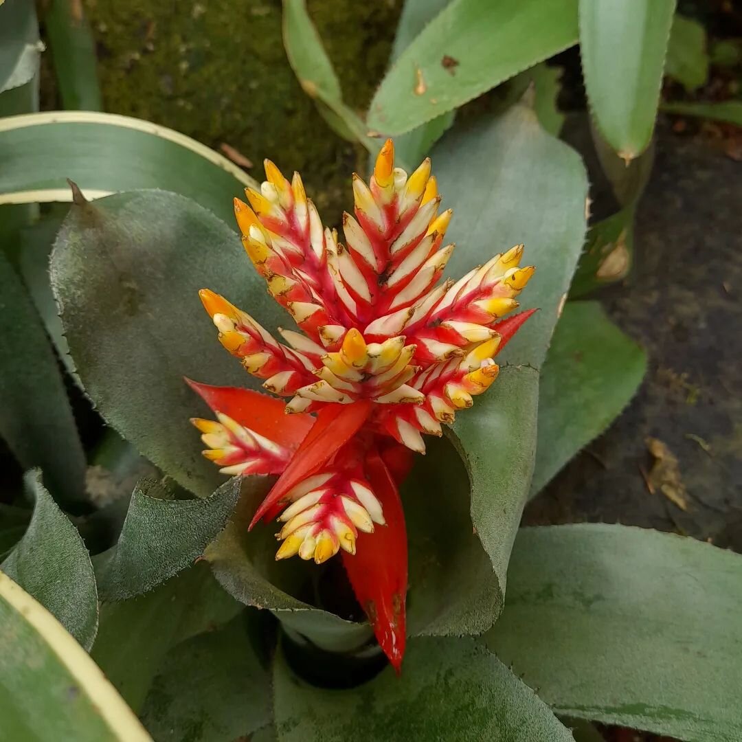 Honey Bee Candles® Official Shop