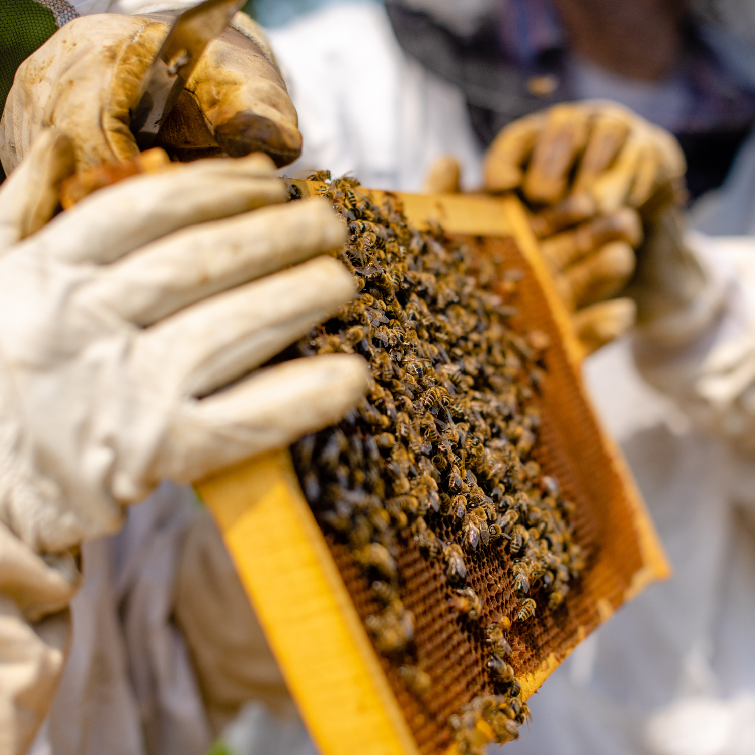 Beekeeper and Beehive 1 - honeybeecandles.co.uk.png