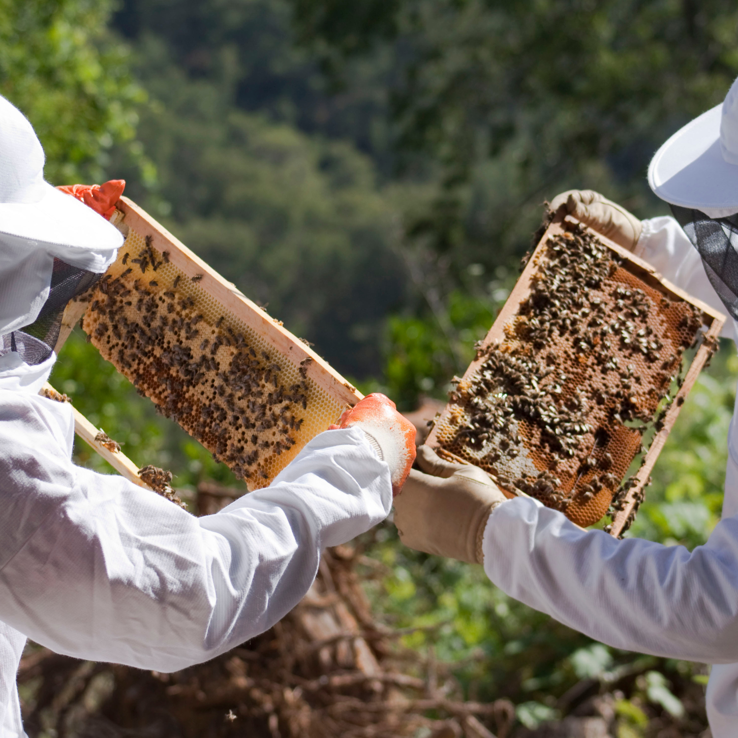 Beekeeper and Beehive 2 - honeybeecandles.co.uk.png