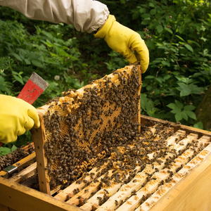 Beekeeper+and+Beehive+3+-+honeybeecandles.co.uk.png