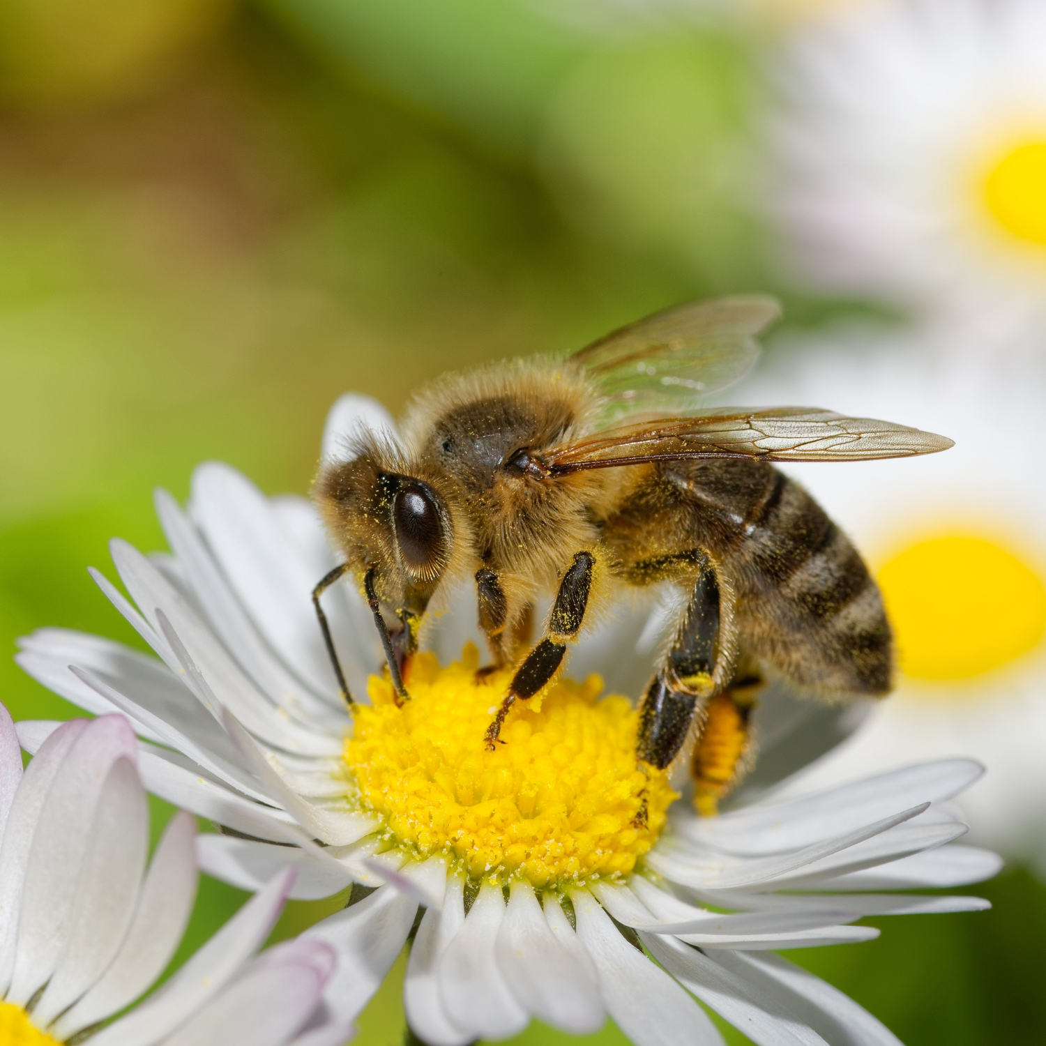 Honey Bee 41 - honeybeecandles.co.uk.png