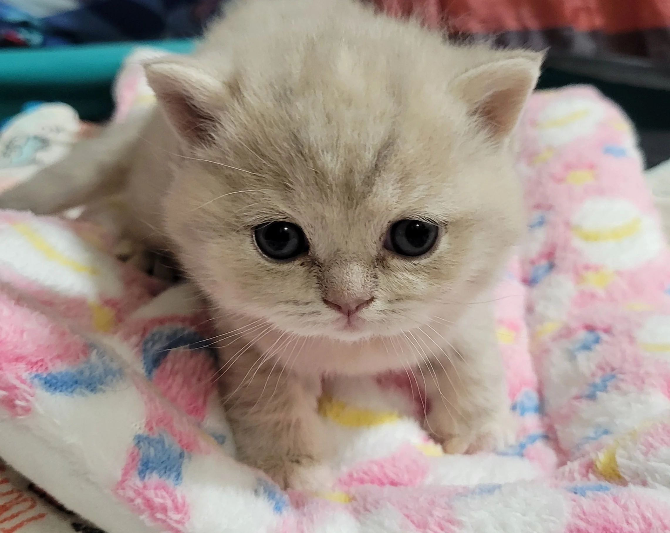 Jellybean.jpg