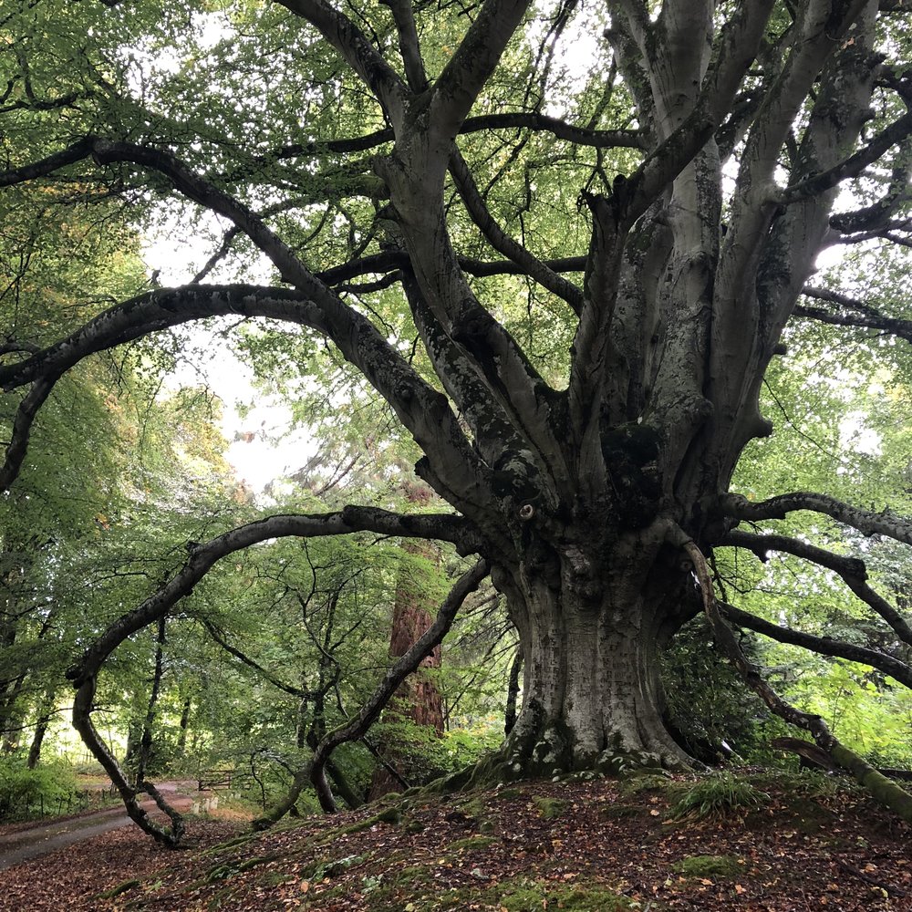 Ancient trees at Kilvarock Castle 