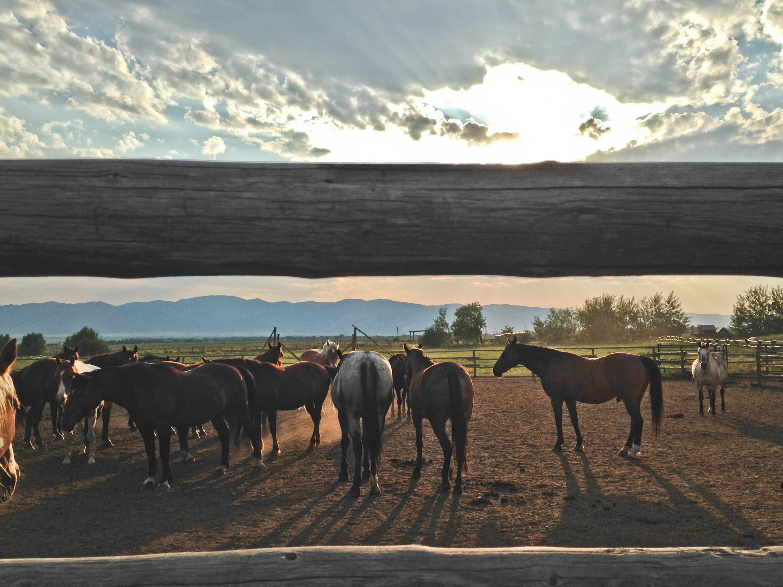 Horses in Corral at Ranch.jpg