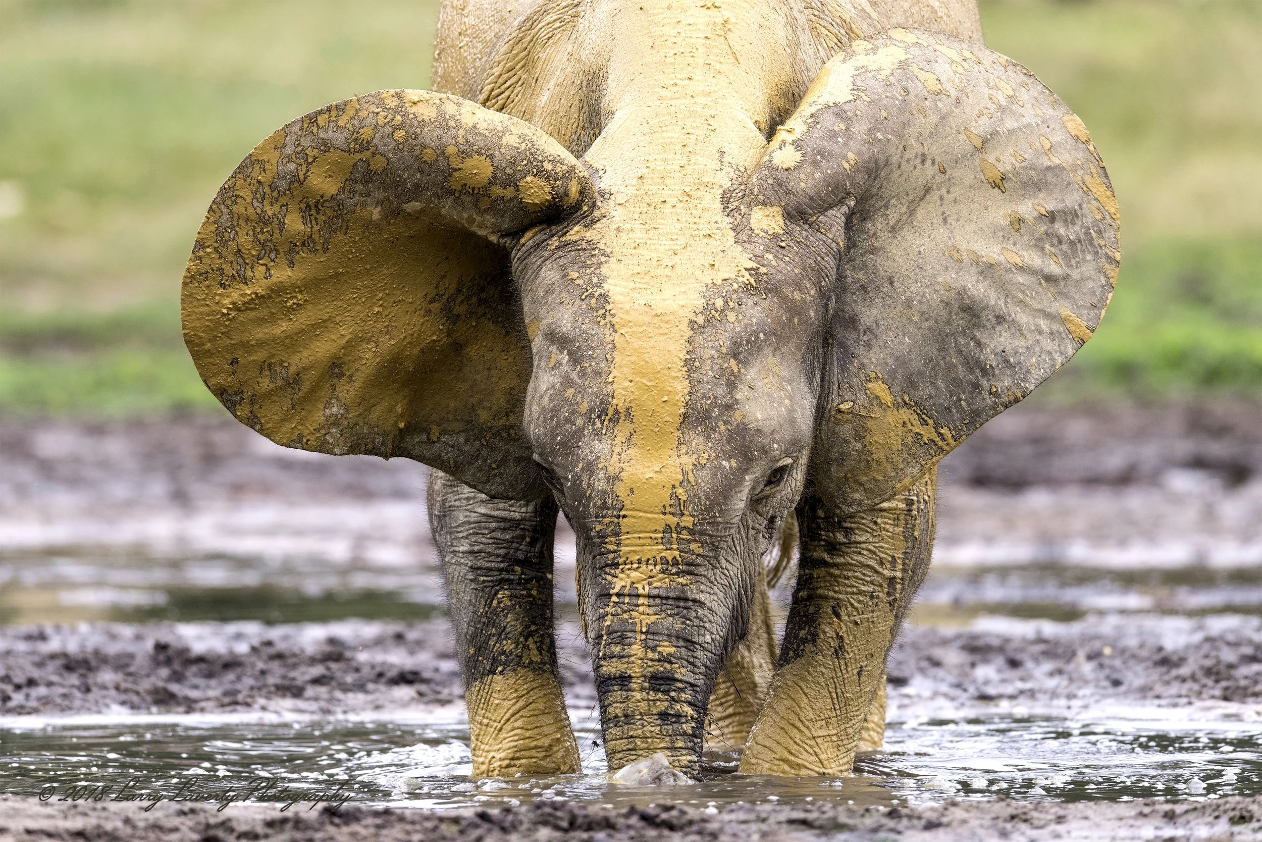 5434FrontLoneElephantM2-2.jpg