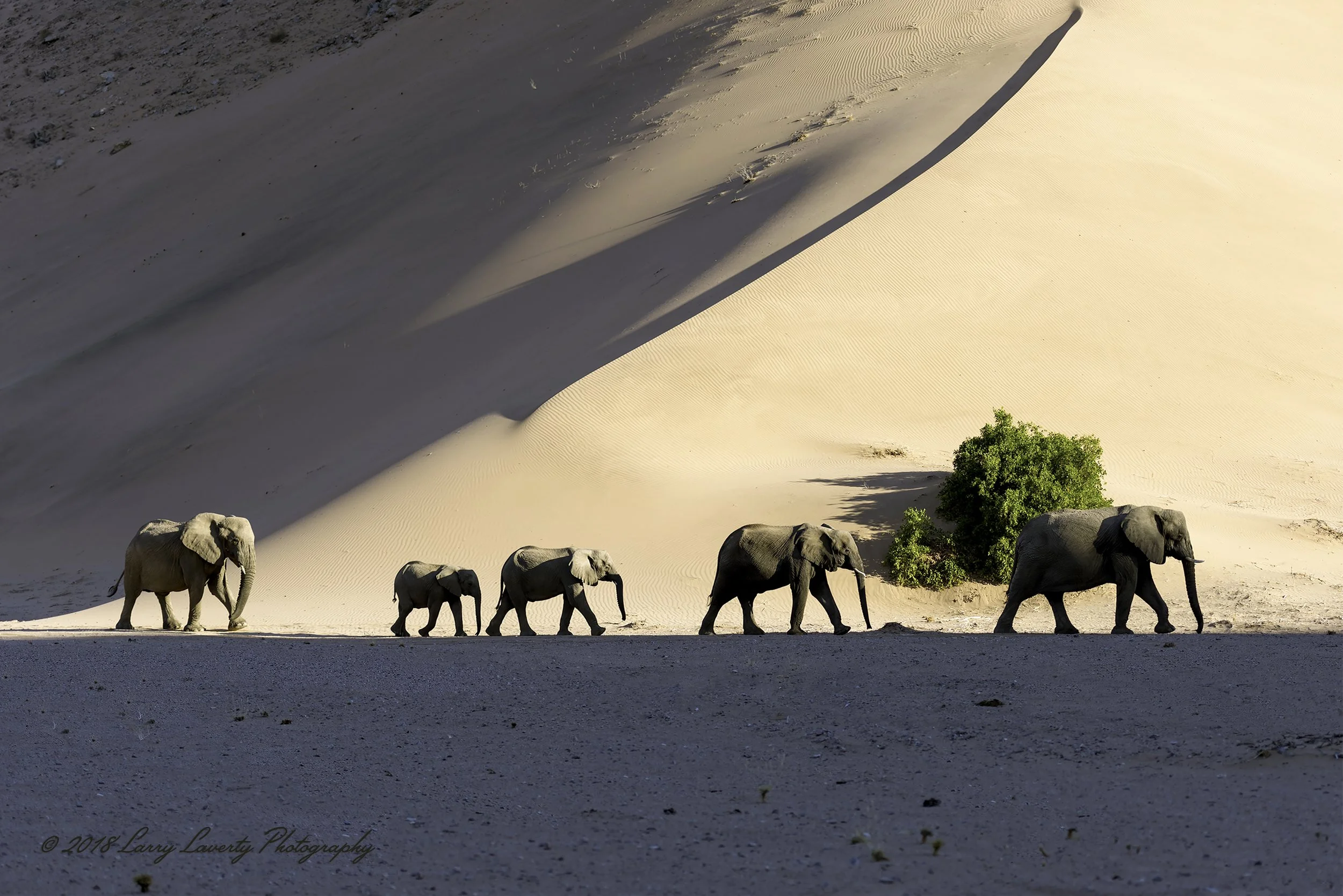 5596ElephantFamilyProfileDesertM2-2.jpg