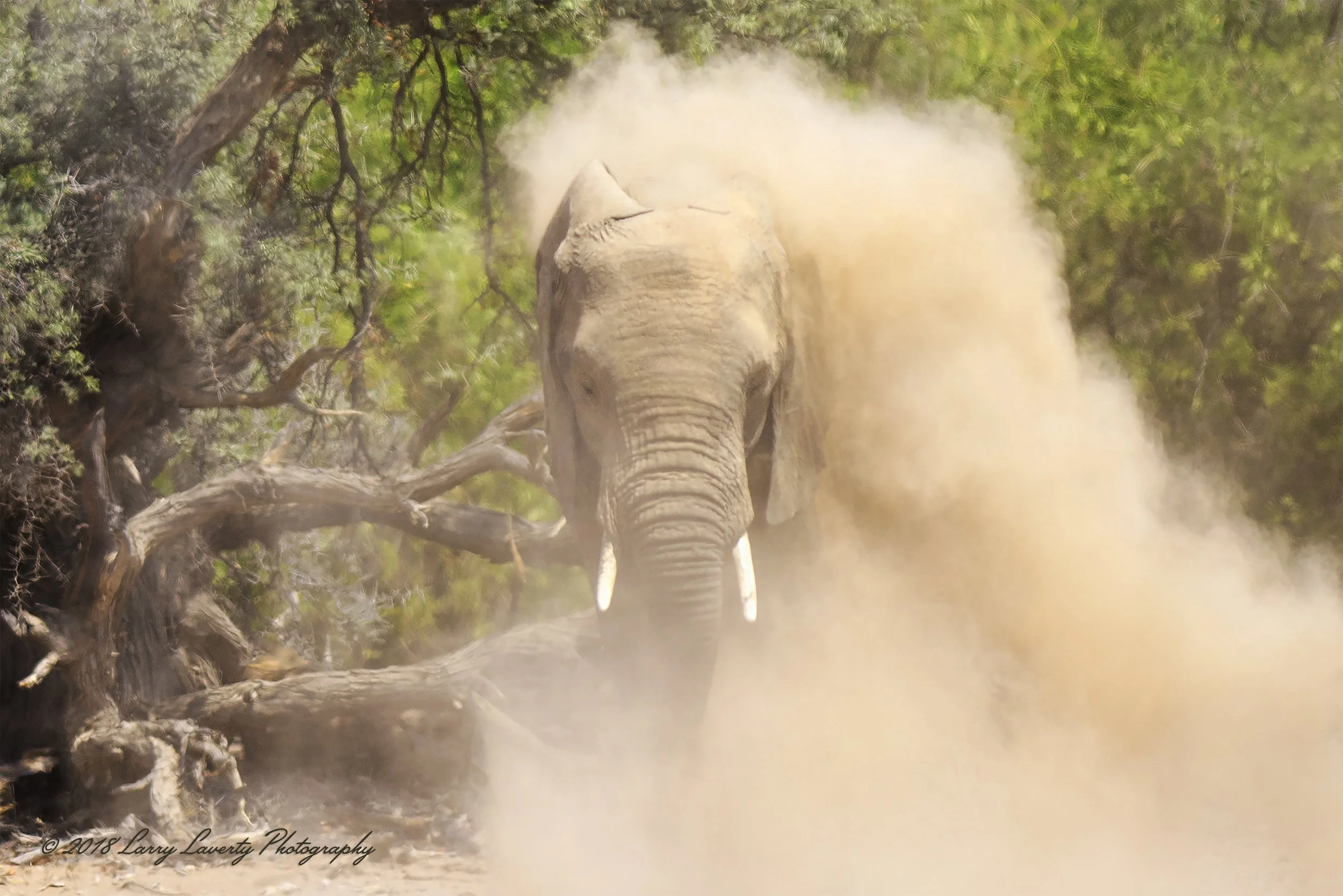 6706DustyElephantM2-2.jpg