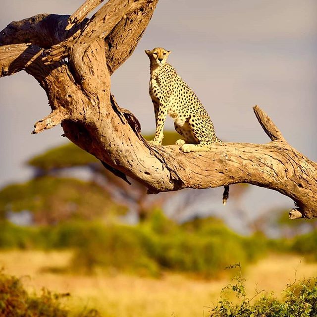 Life in Amboseli.  Long may the wild ones roam free.