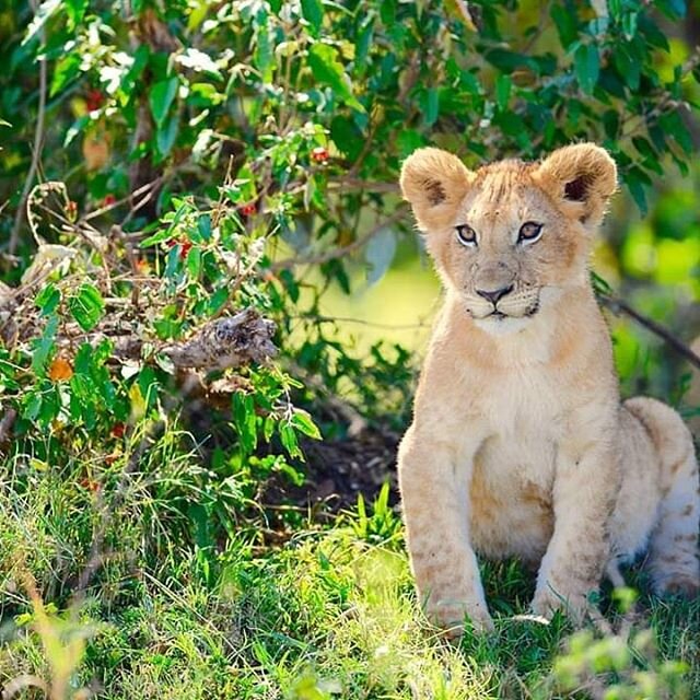 Kenya. 18 months ago. A fleeting moment, as most are with the little ones.