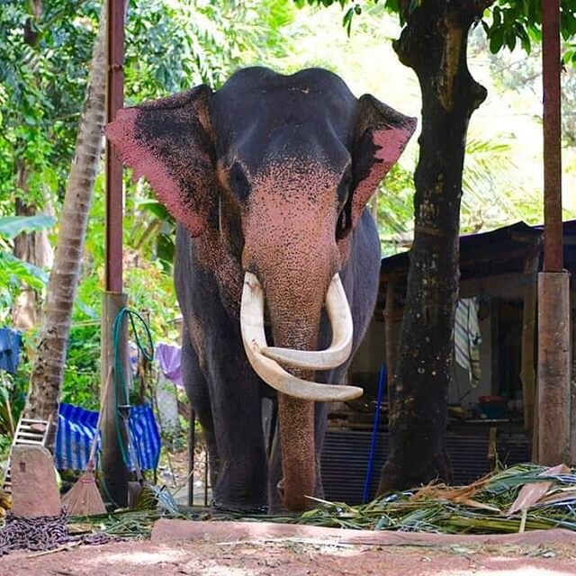 Sri Lanka. I witnessed this poor soul 9 months ago at a Buddhist temple near the country's capitol.  Chained,  held in a dark cave of a spot,  tucked out of public sight. Paraded in front of the ignorant masses at festival time. A sad life, a stain o