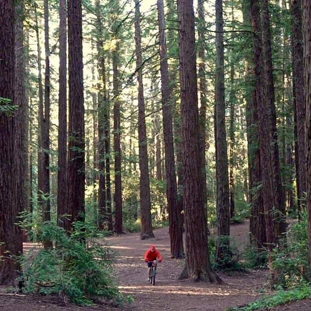 Oakland.  Joaquin Miller.  Early,  at first only myself and a trail runner,  our lights shining on each other. Then came the warm sun, this moment,  and the glorious redwoods.