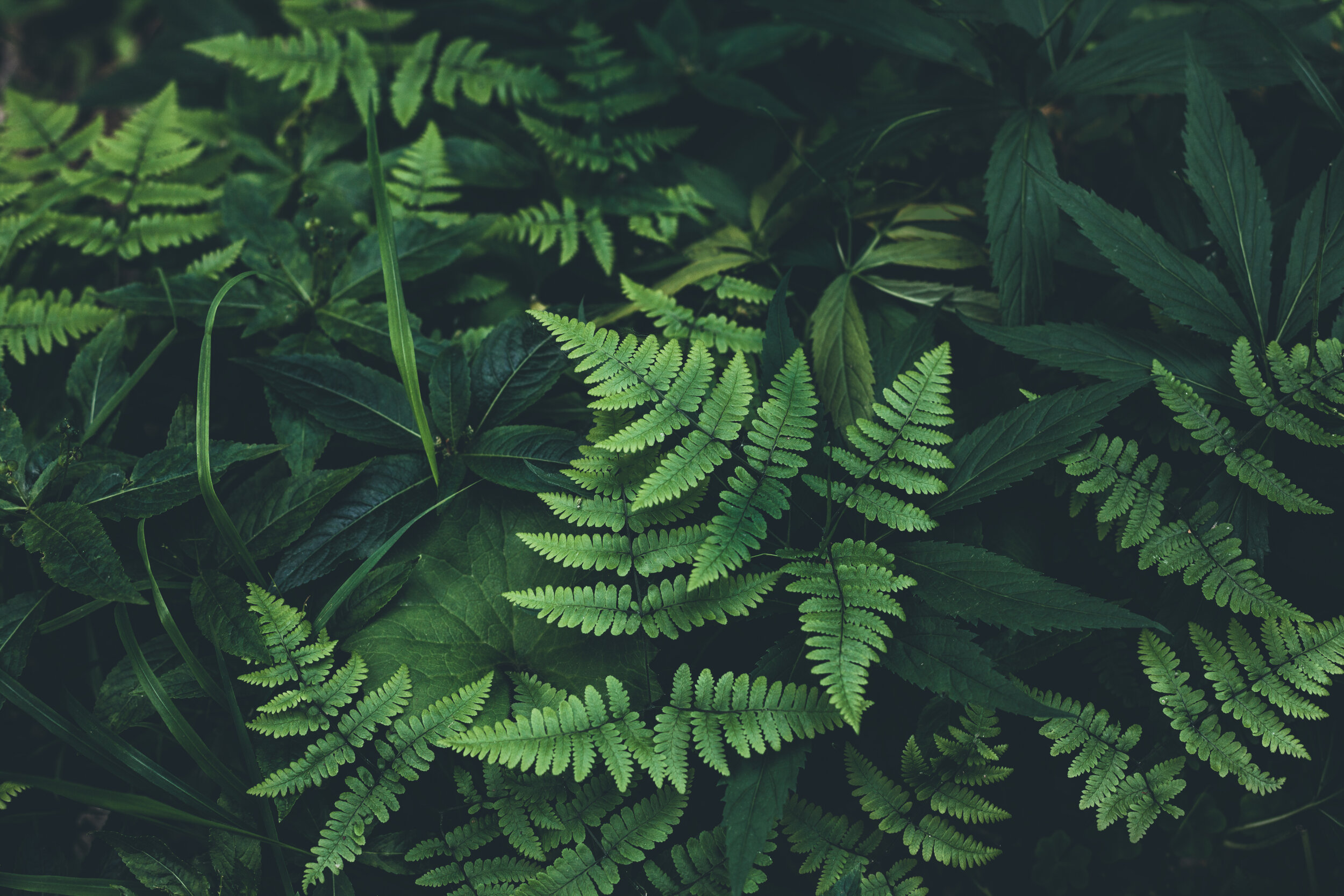 iStock-974079490.jpg