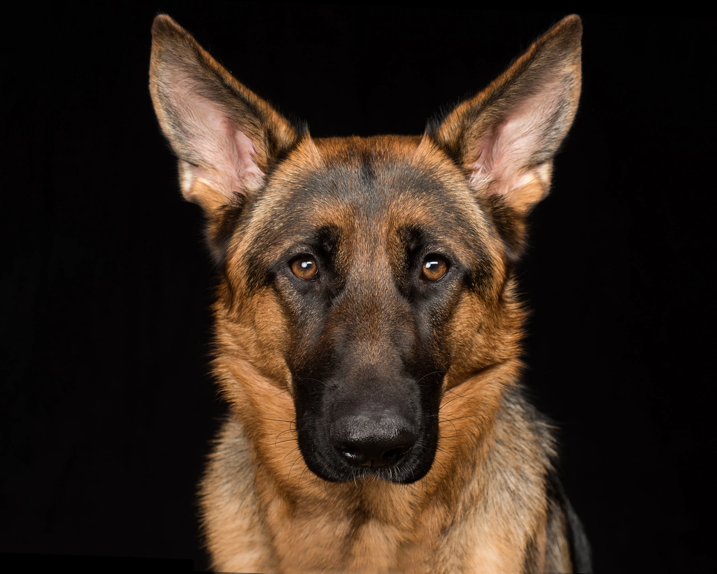 Fine Art Dog Portraits by Becky Weidenkopf Photography