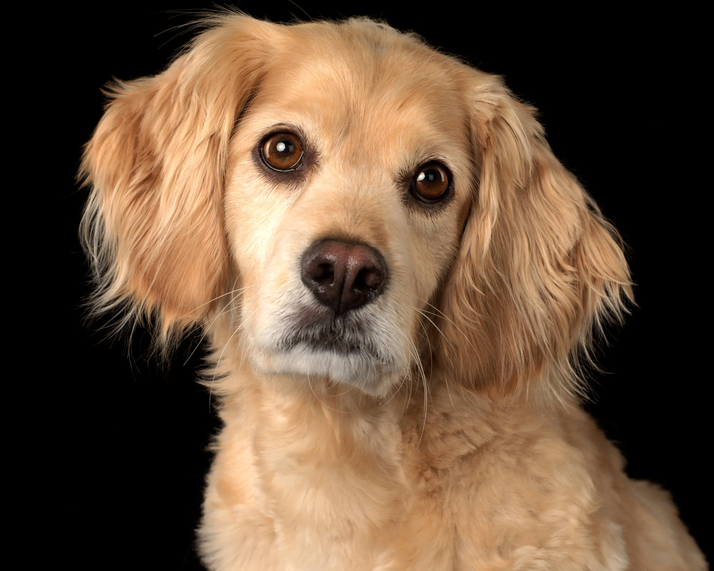 Fine Art Dog Portraits by Becky Weidenkopf Photography