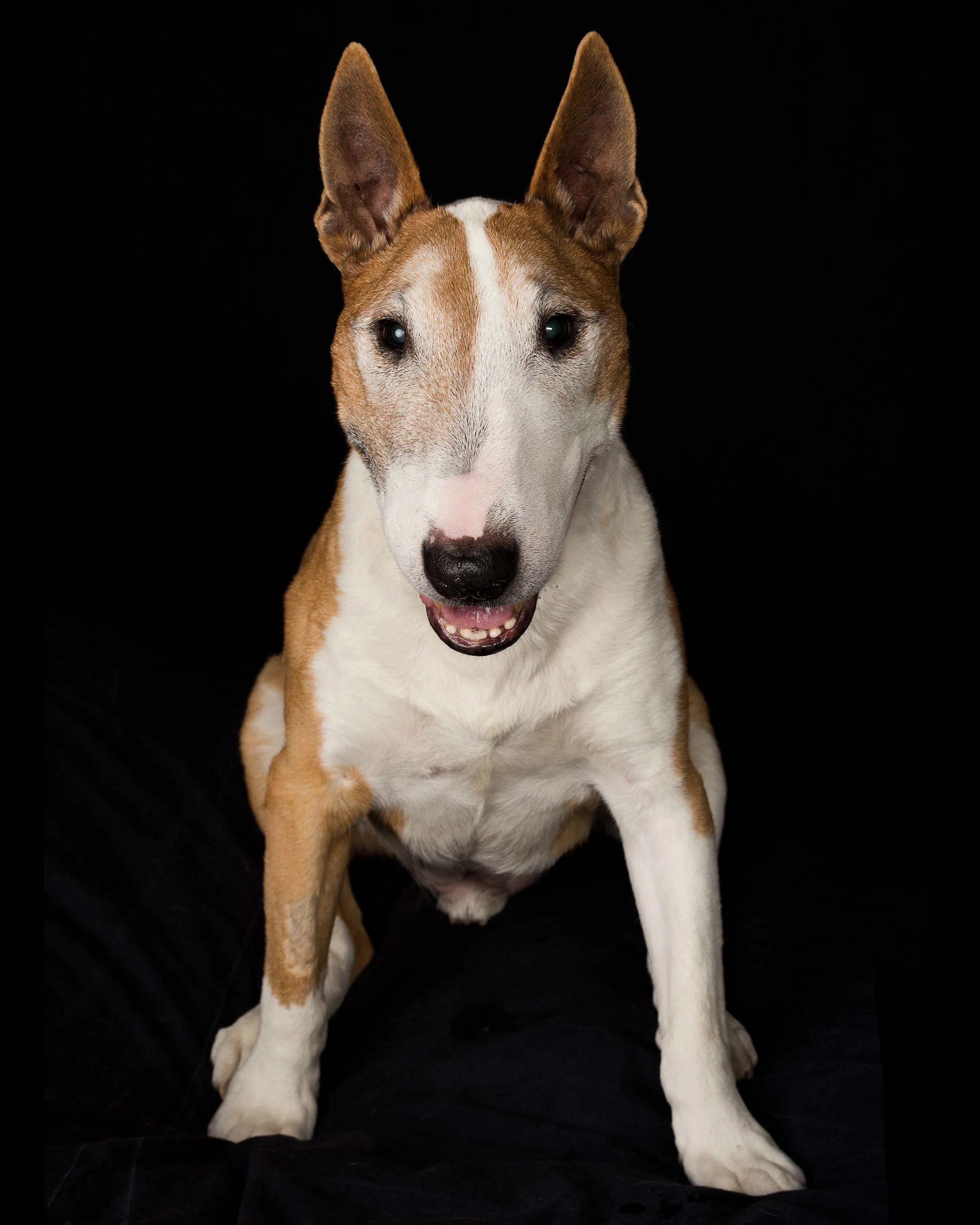 DOG-15.jpg