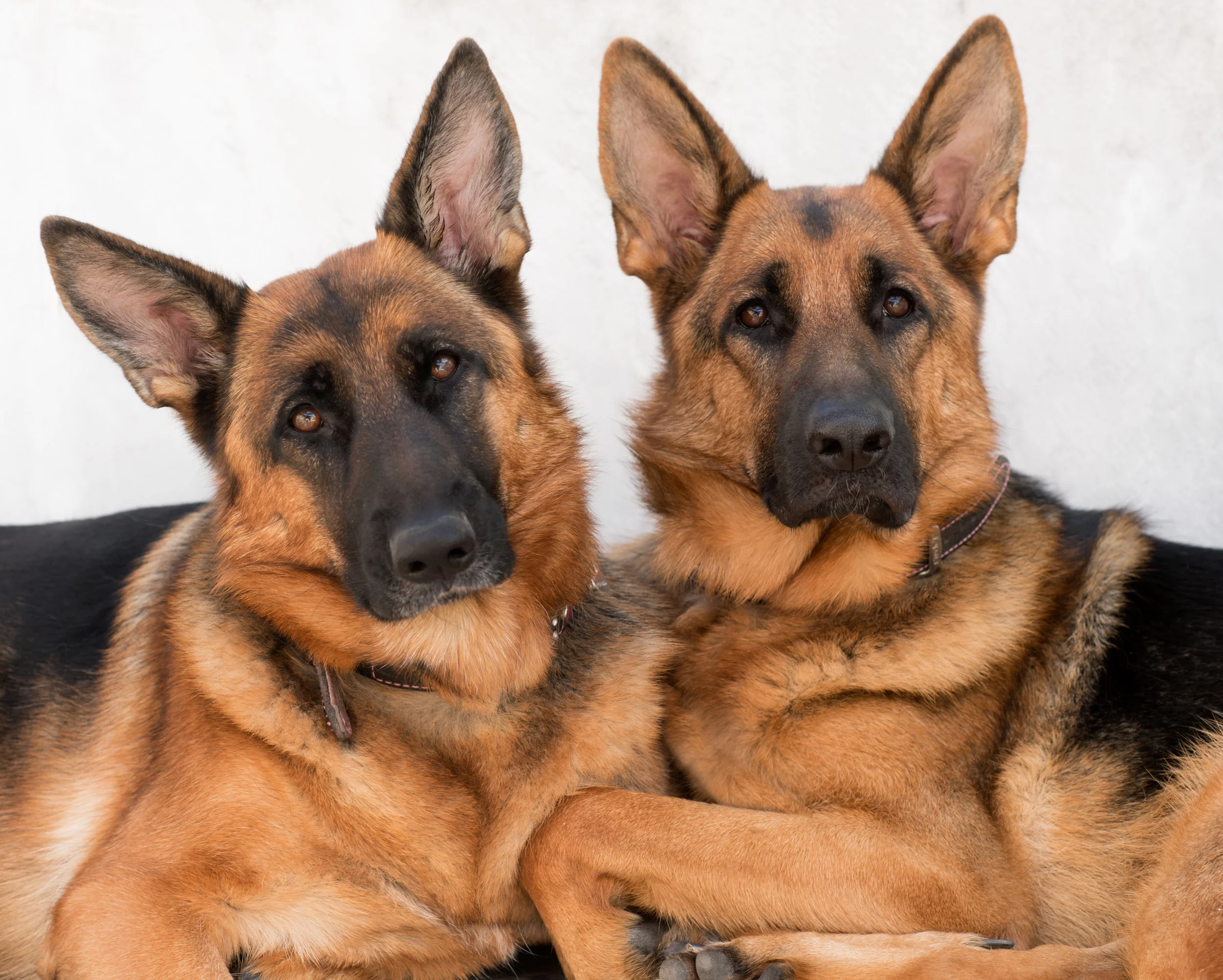 DOG-17.jpg